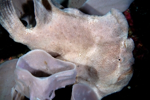 North Sulawesi-2018-DSC04727_rc- Giant frogfish - Antenaire geant - Antennarius commerson